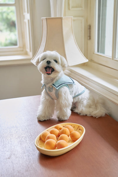 CTC (Crook The Chihuahua)