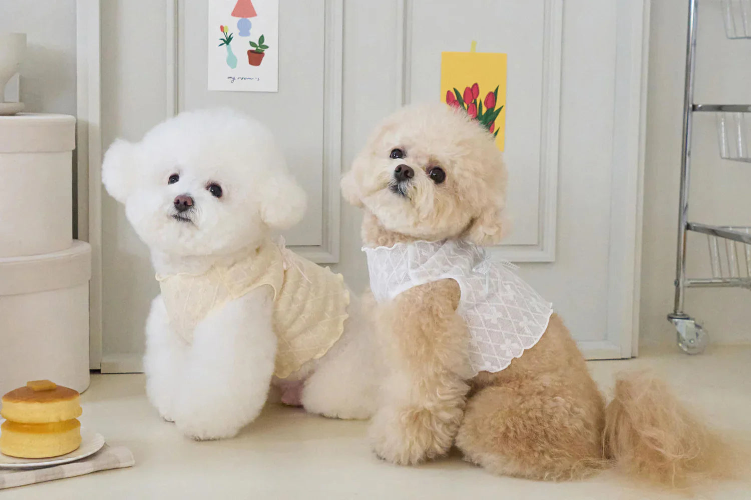 ベニー　犬服　ハンドメイド　ベスト　3着 BENNYS(ベニーズ)｜韓国発のおしゃれな犬服・高品質ハーネス通販【PAW