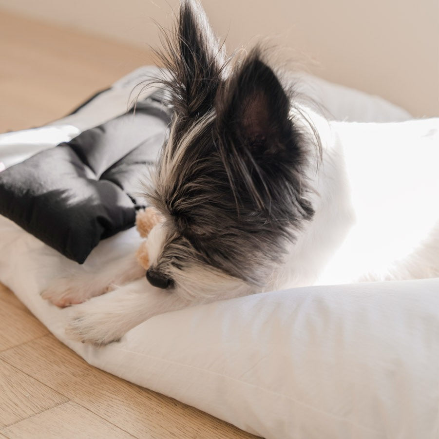 【予約】cozny cushion