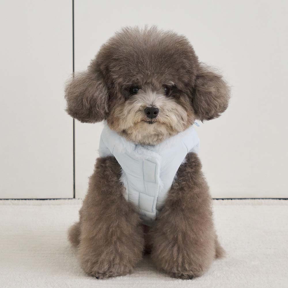 【予約】ポメロ ダウン