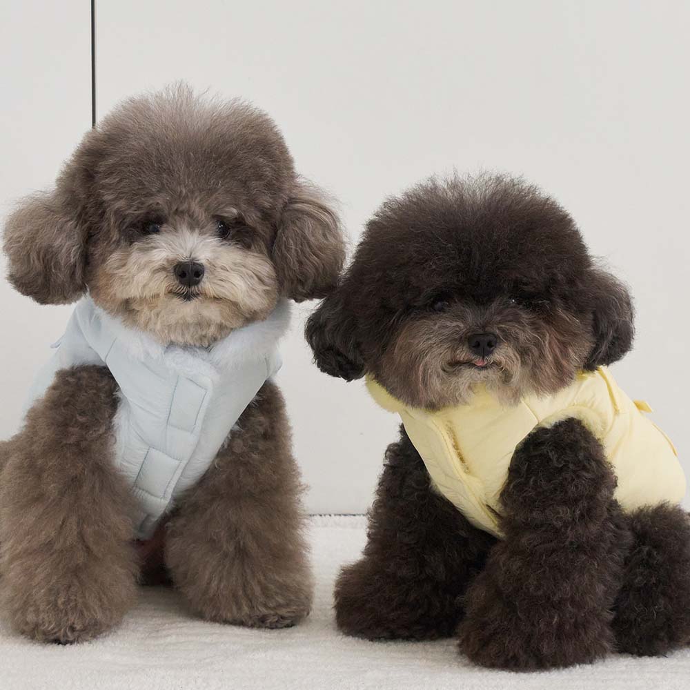 【予約】ポメロ ダウン