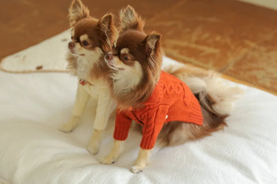 【予約】ボタン ポイント ケーブル ニット カーディガン