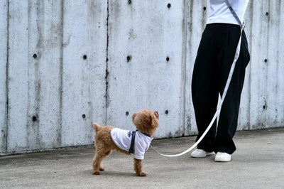 【予約】OBI hans free logo(ハンズフリーリード)