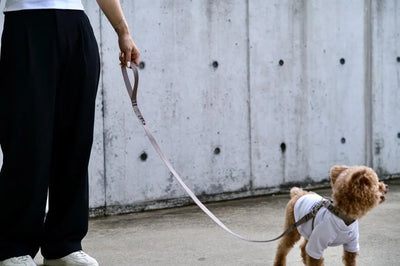 【予約】OBI hans beige