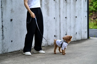 【予約】OBI hans charcoal