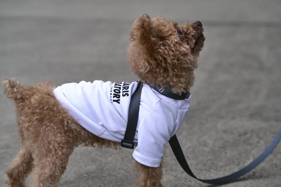 【予約】TASUKI harness charcoal