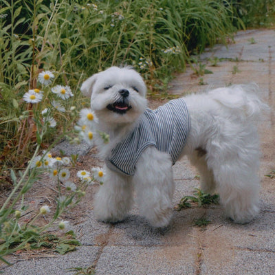 【予約】Marine Stripe Anchor T-shirt