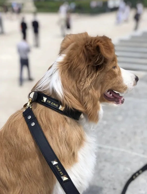 【予約】DOG COLLAR