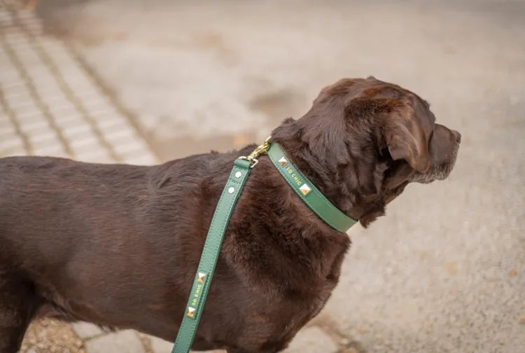 【予約】DOG COLLAR