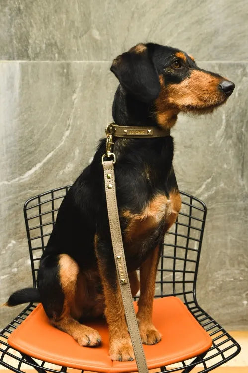 【予約】DOG COLLAR