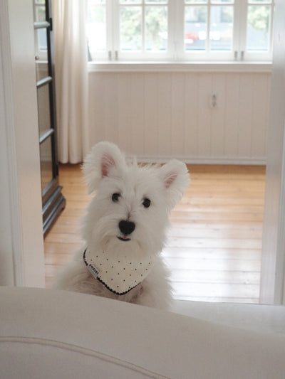 【予約】BABY SCARF
