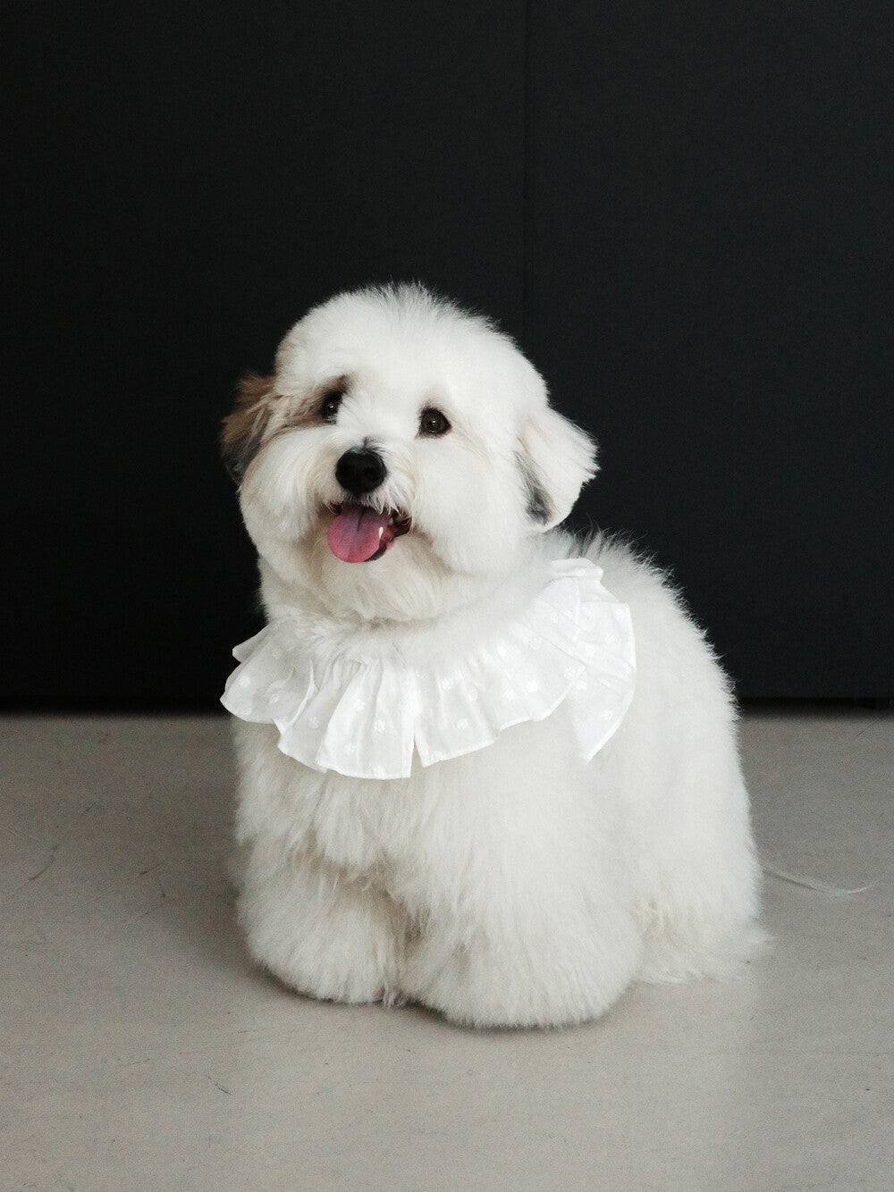 OHDIBS】capeness no.18ケープハーネス (White) | 韓国 犬用ハーネス