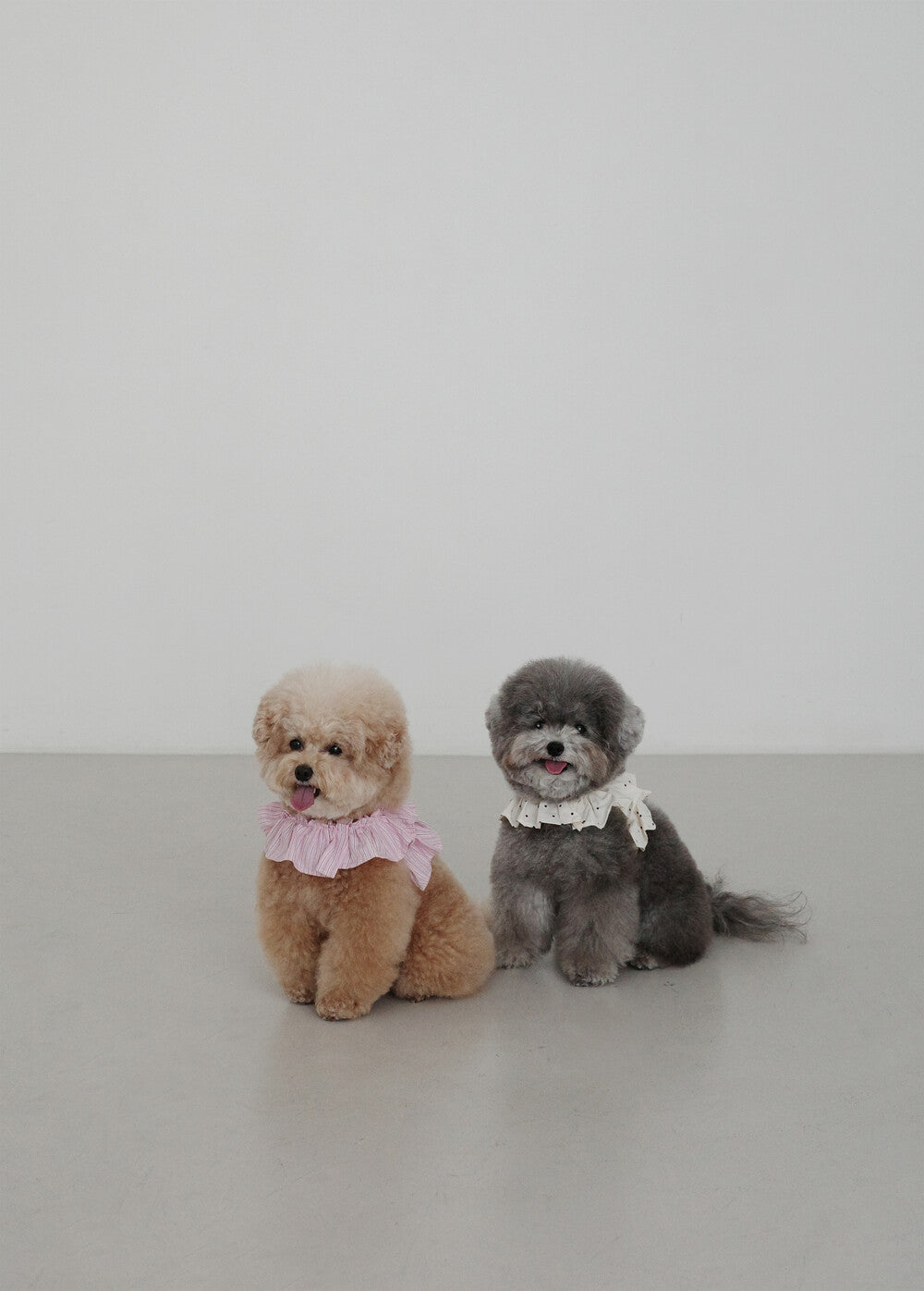 【予約】CAPENESS NO.19 leash _ PINK STRIPE