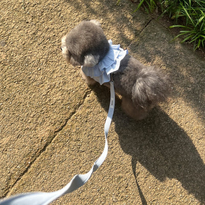 【予約】capeness no.3 leash