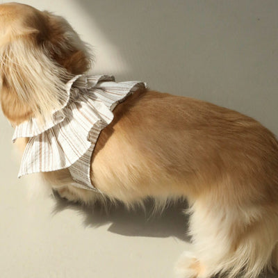 【予約】capeness no.6