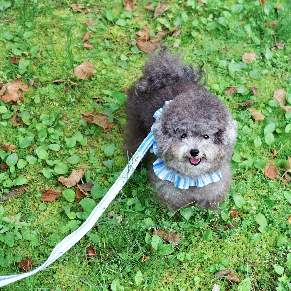 【予約】capeness no.9 leash