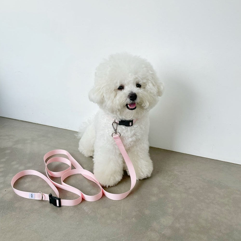 【予約】Basic color collar & handsfree leash