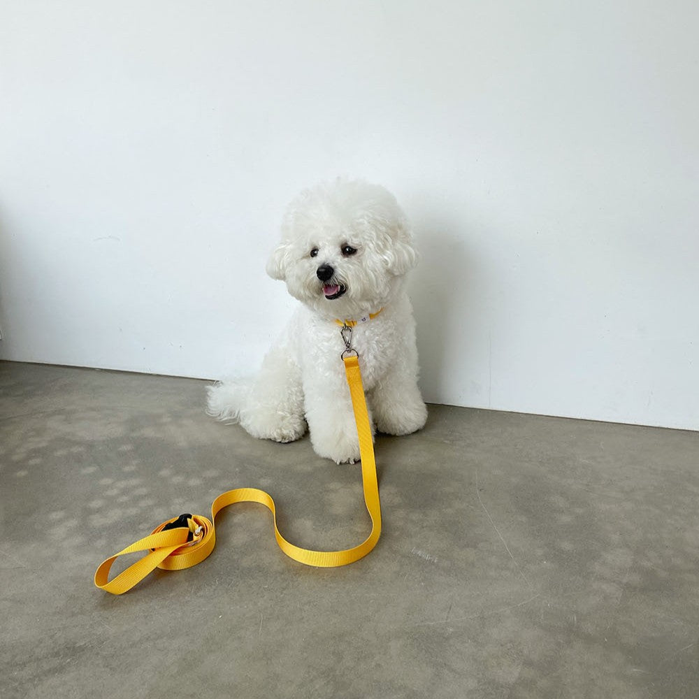 【予約】Basic color collar & handsfree leash