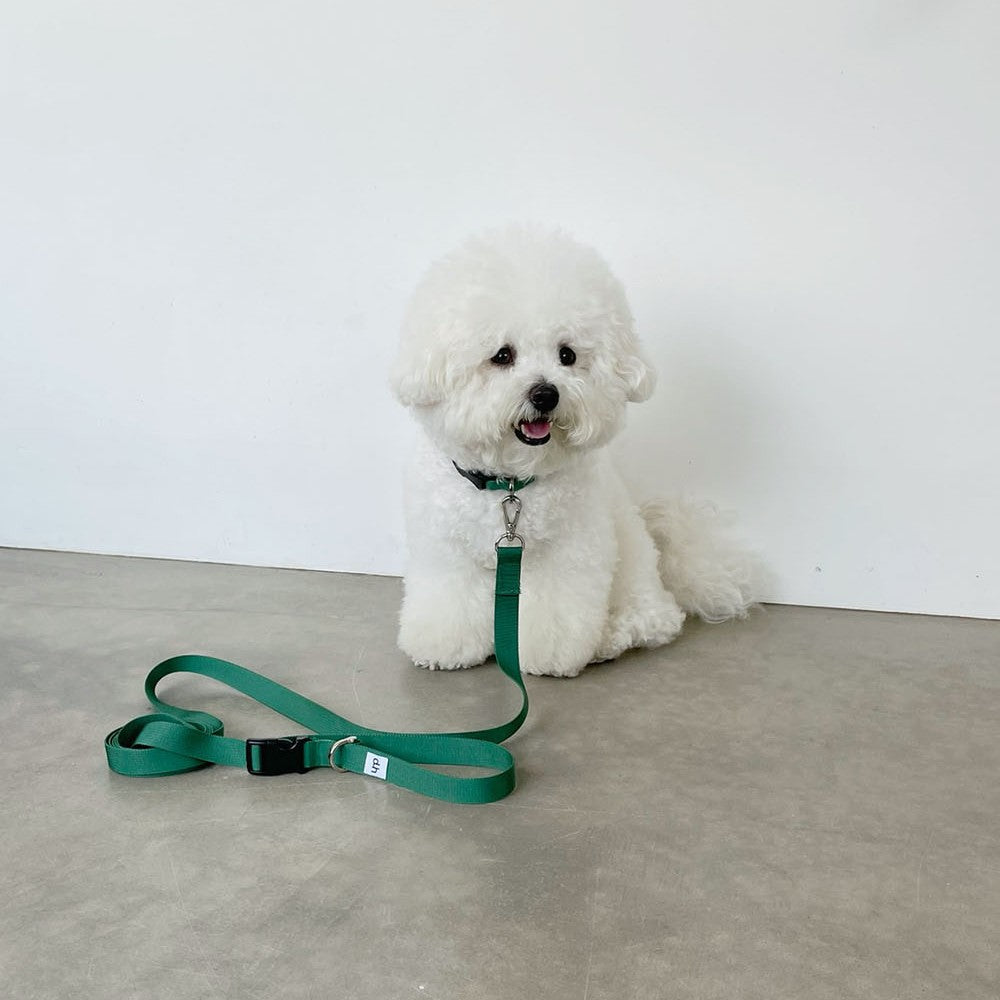 【予約】Basic color collar & handsfree leash