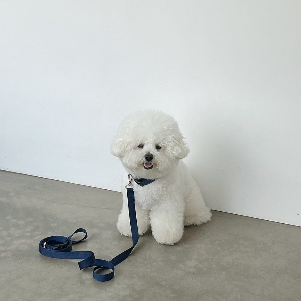 【予約】Basic color collar & handsfree leash