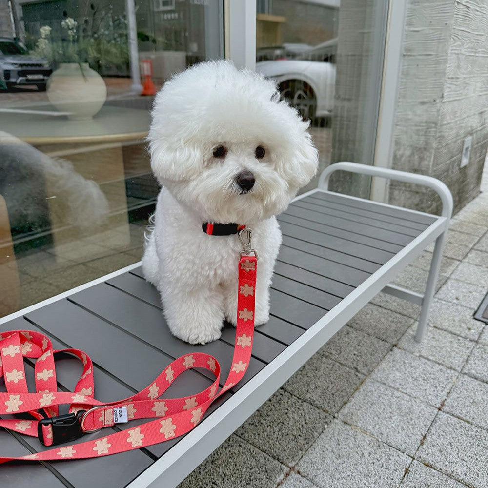 【予約】jelly bear collar