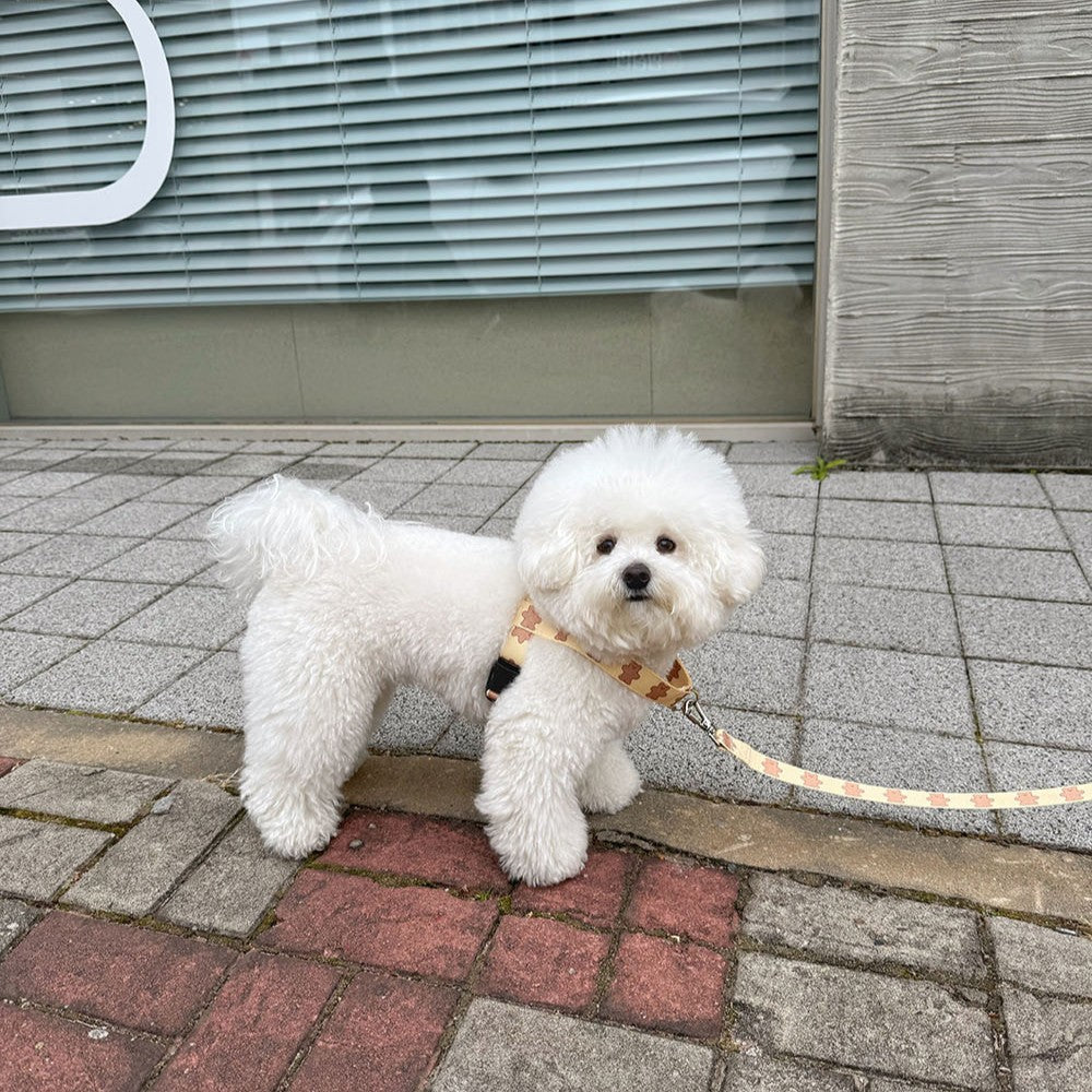 【予約】jelly bear harness