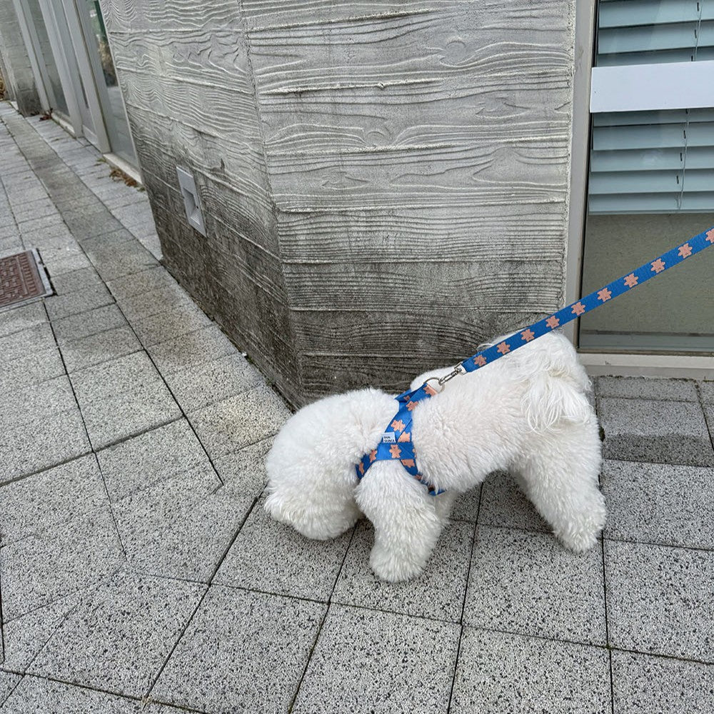 【予約】jelly bear harness