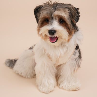 【予約】Organic Quilted Vest