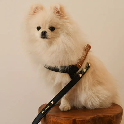 【予約】DOG HARNESS(BLACK & BROWN)