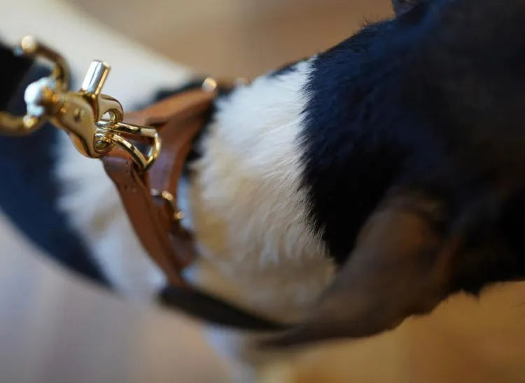 【予約】DOG HARNESS(BLACK & BROWN)