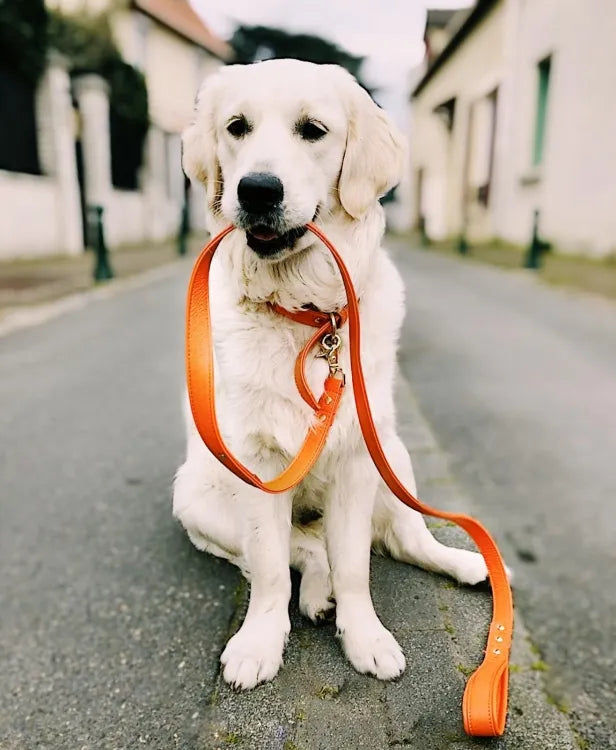 【予約】DOG LEASH