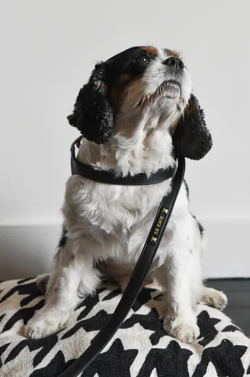 【予約】DOG LEASH