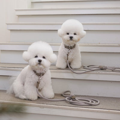 【予約】Rope leash classic - 1.8m(アッシュグレー)