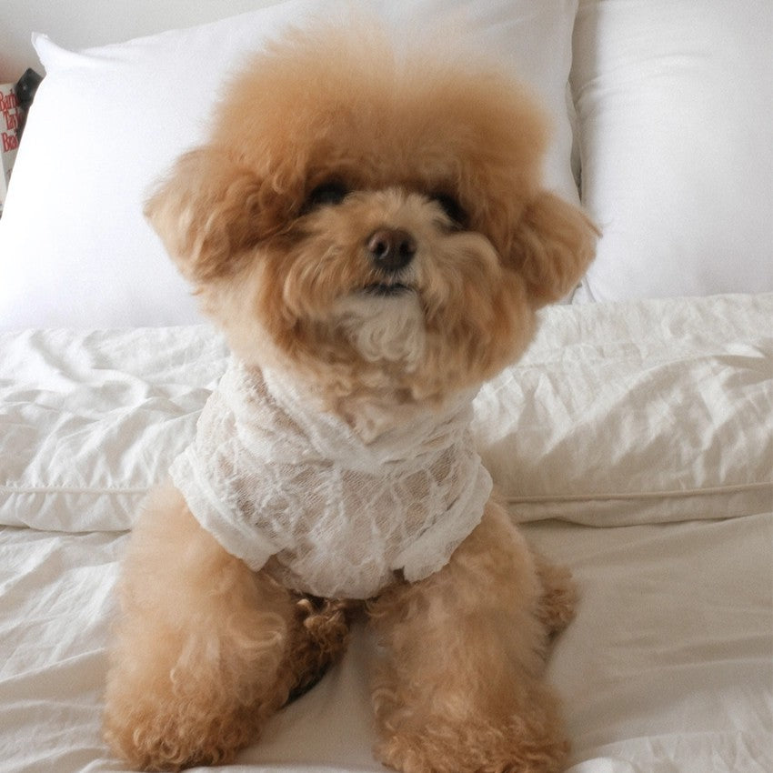 【予約】Lace Hooded Top