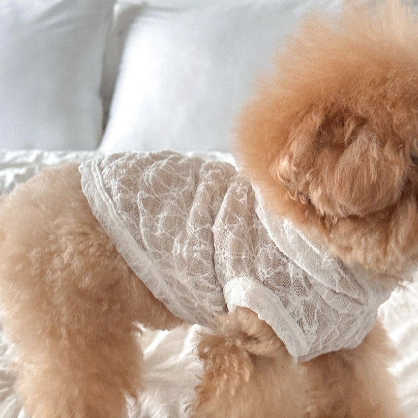 【予約】Lace Hooded Top