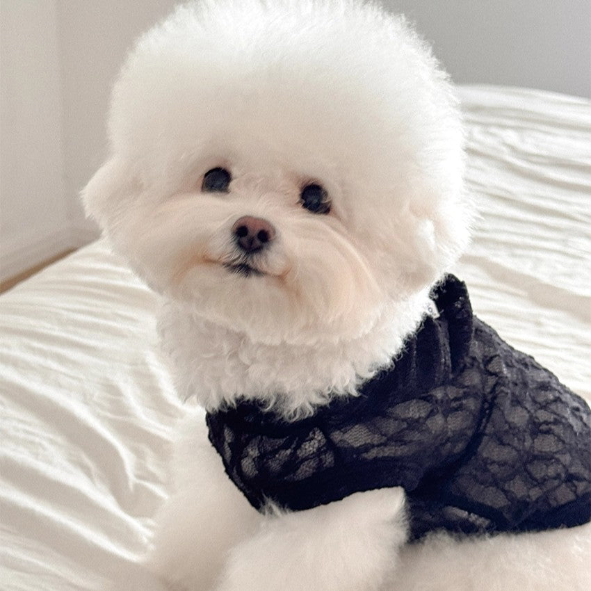 【予約】Lace Hooded Top