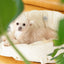 【予約】wide bag - ivory