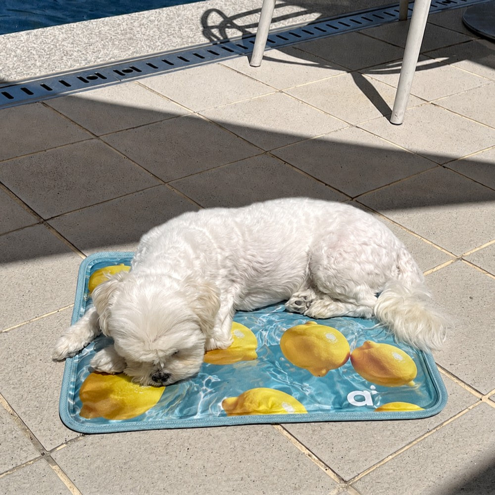 a tous moments Lemon Cool Mat｜犬用クールマット・ひんやりジェル