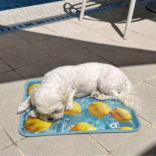 【予約】Lemon Cool Mat（単品購入不可）