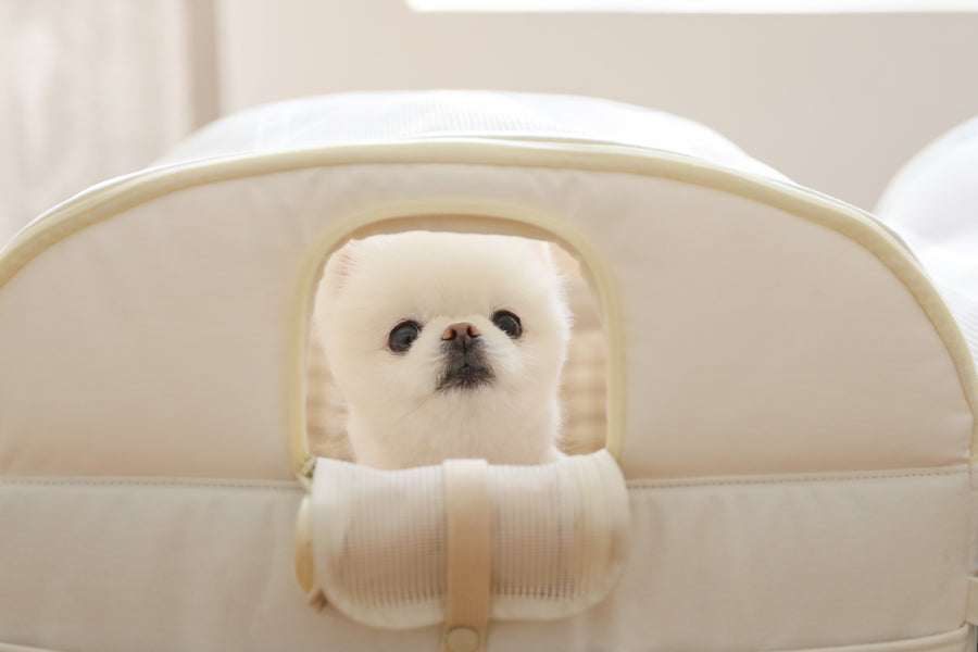 【予約】Basic cozy mung seat₊cushion
