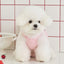 【予約】MOLLY BALLOON TOP