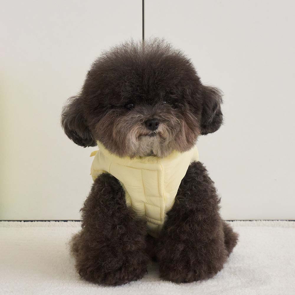 【予約】ポメロ ダウン