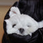 【予約】Cloud Pudding Bag