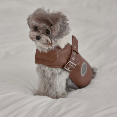 【予約】Noel Belted Mustang