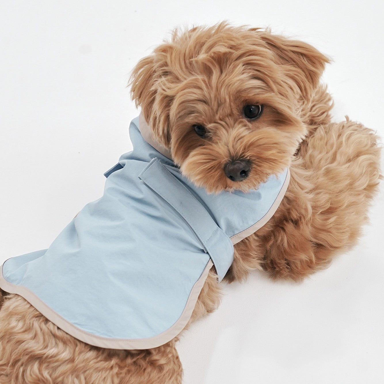 【予約】Tailoring Wind Jacket