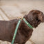 【予約】DOG COLLAR