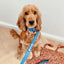 【予約】DOG COLLAR