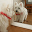 【予約】BABY SCARF