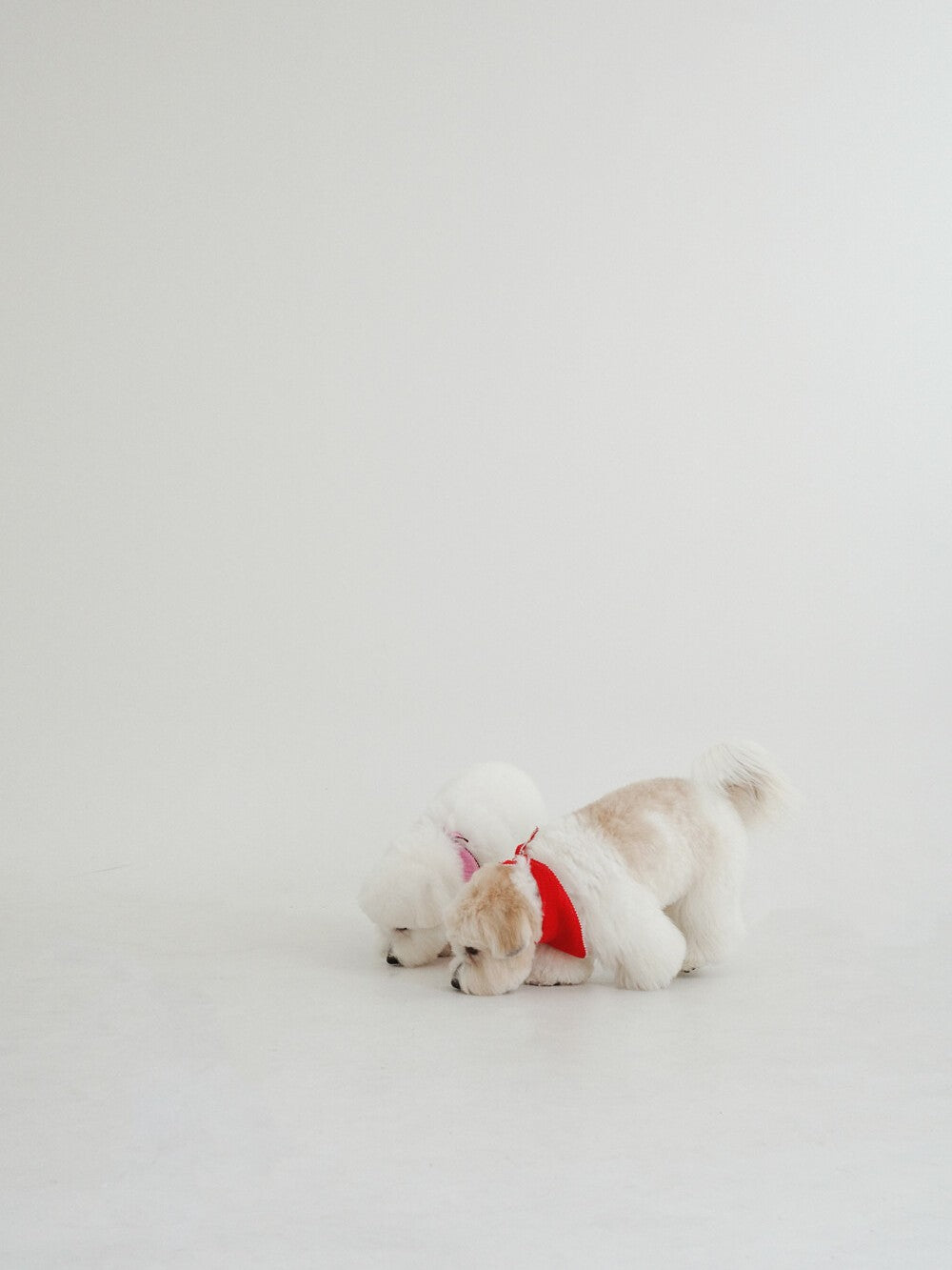【予約】BABY SCARF