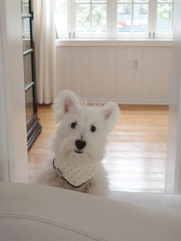 【予約】BABY SCARF